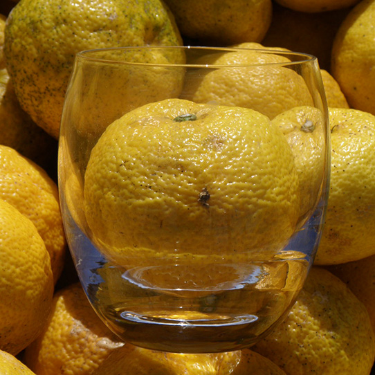 純みつ柚子酒 | れんがHoneyGarden（れんがハニーガーデン）